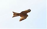 Black Kite